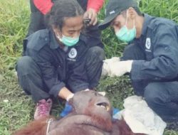 BKSDA Kalteng Selamatkan Orangutan Di Sampit