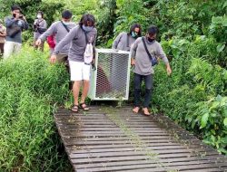 Peringati Hari Primata Indonesia, Dua Orangutan Dilepasliarkan