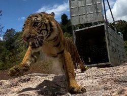 Pelepasliaran Harimau Sumatera Suro ke Taman Nasional Gunung Leuser