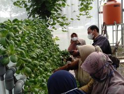 DPPKP Banda Aceh Panen Buah dan Sayuran di Nakasipan Gampong Ulee Lheue